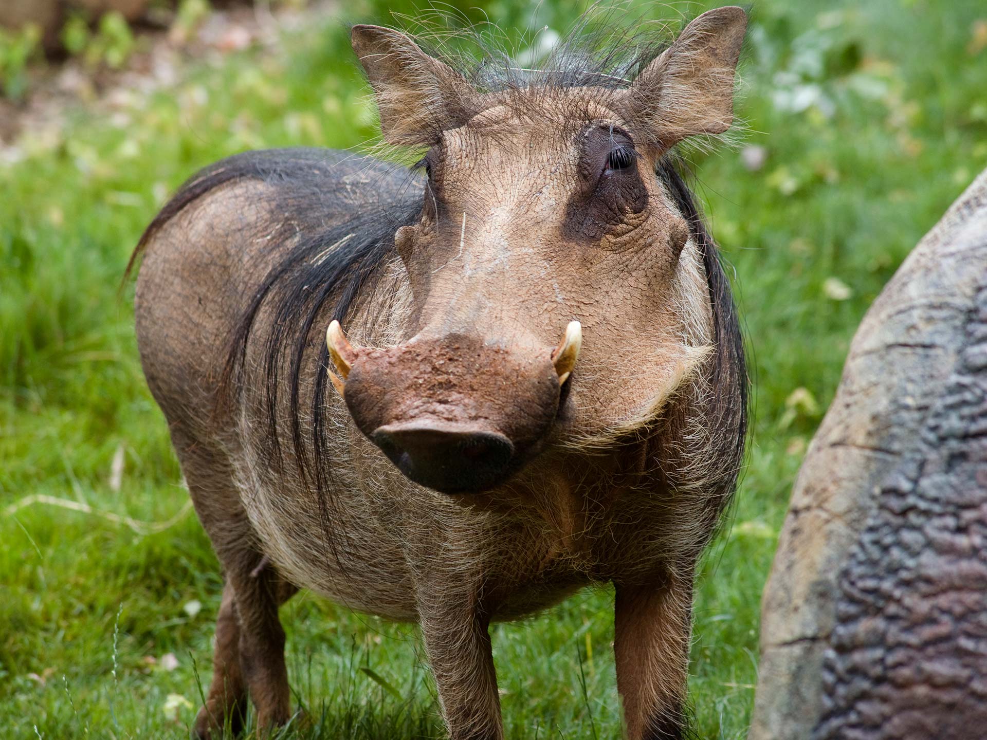 Common Warthog | Disney Animals Wiki | Fandom