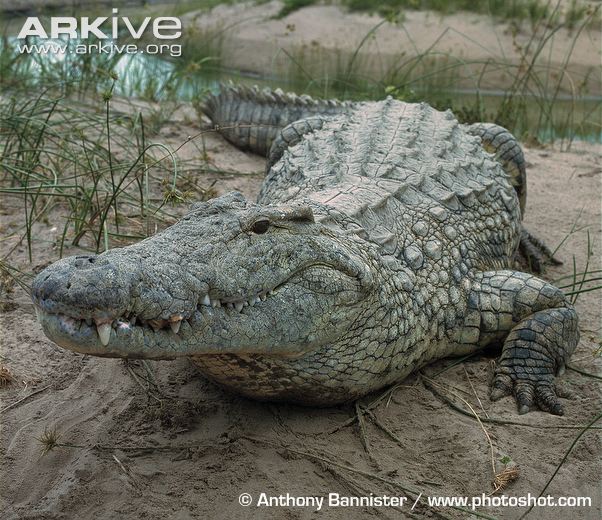 Nile Crocodile | Disney Animals Wiki | Fandom