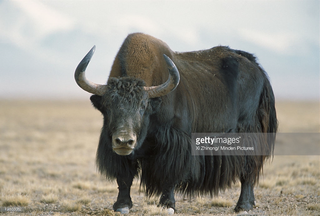 Wild Yak | Disney Animals Wiki | Fandom