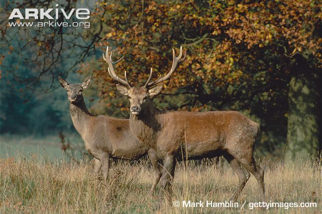 deer and stag