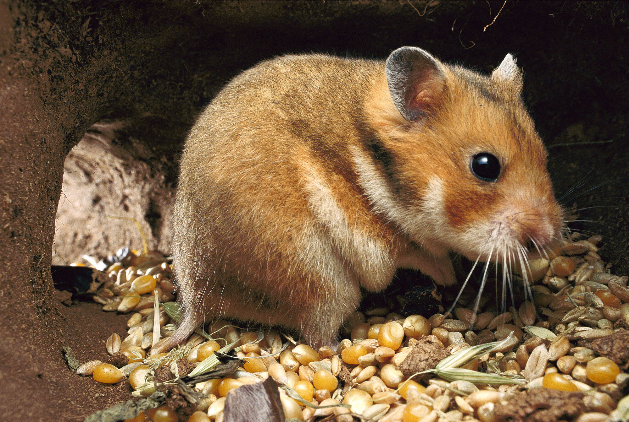 Our golden hamster a nice model | The golden hamster of Luka… | Flickr