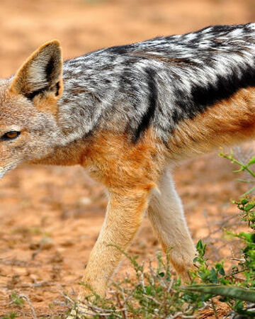 Wallpaper Black Backed Jackal Disney Animals Wiki Fandom For iPhone Free