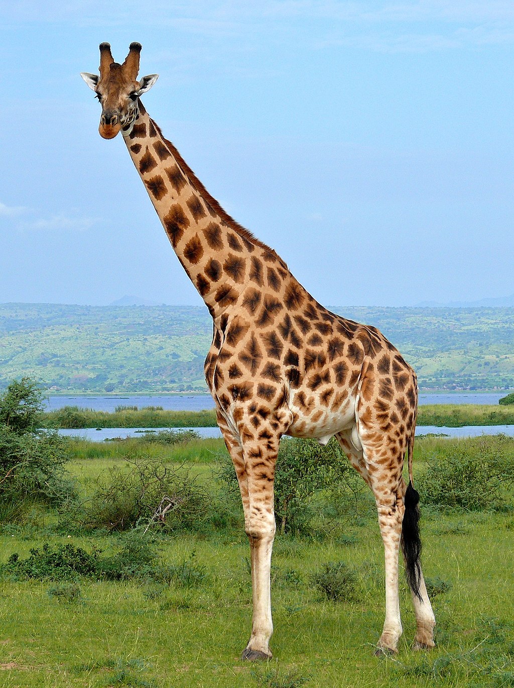 rothschild-s-giraffe-disney-animals-wiki-fandom