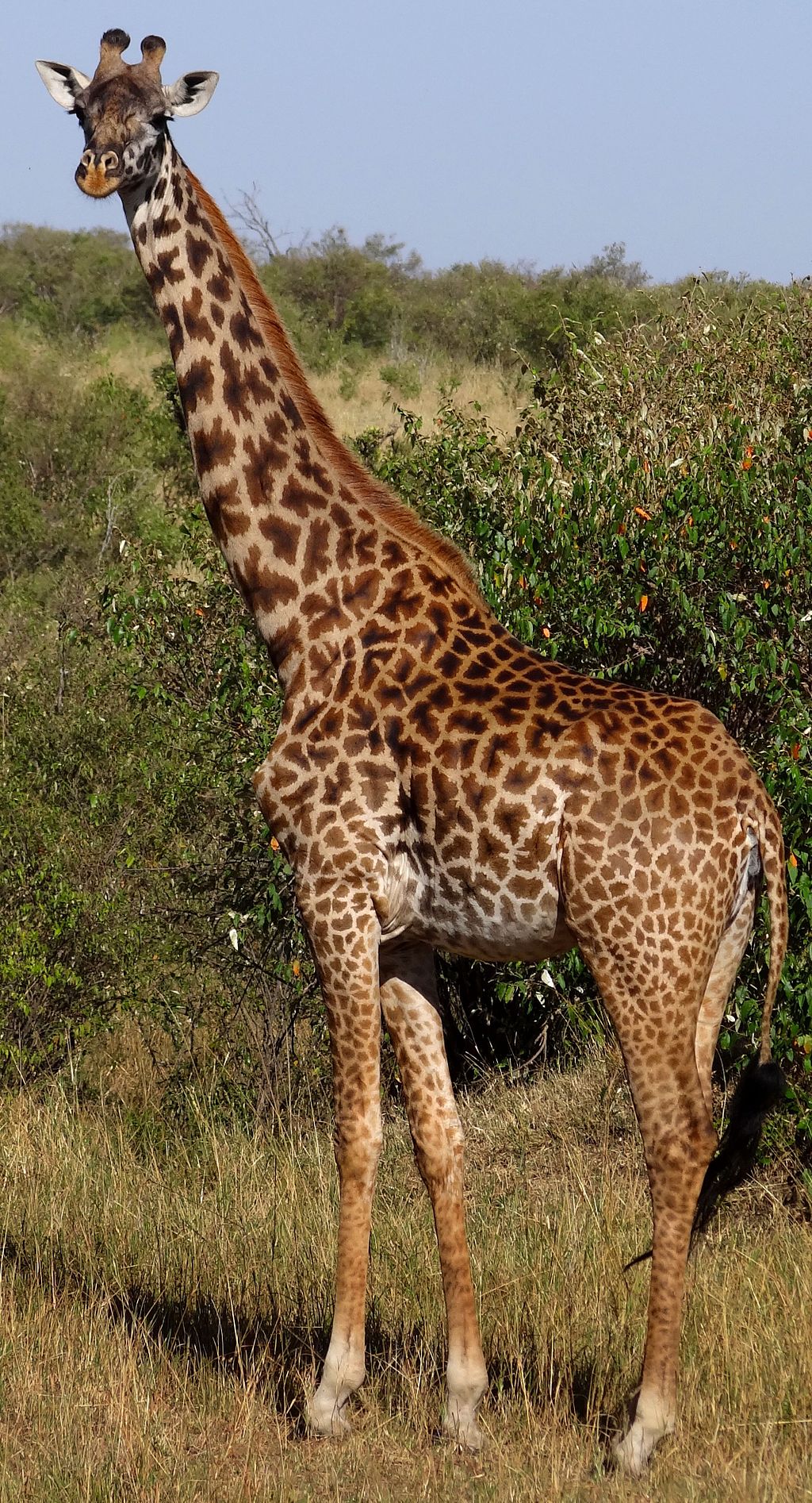 giraffe and annika fighting