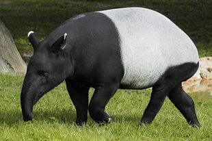 Malayan Tapir | Disney Animals Wiki | Fandom