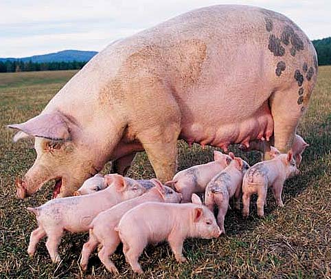 Image result for pigs