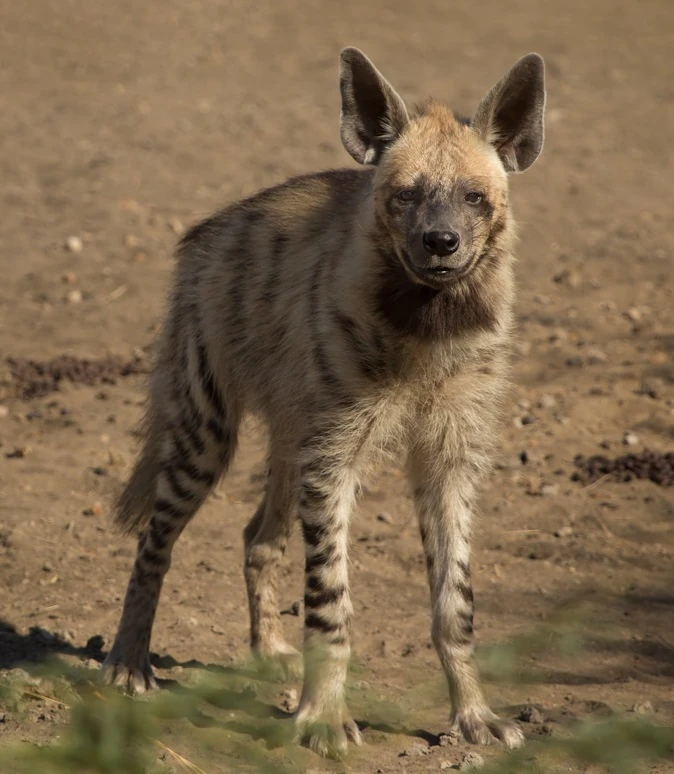 Striped Hyena | Disney Animals Wiki | Fandom