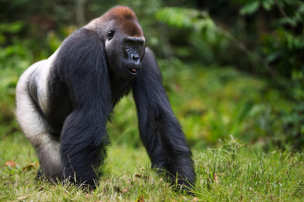 Western Gorilla Disney Animals Wiki FANDOM powered by Wikia