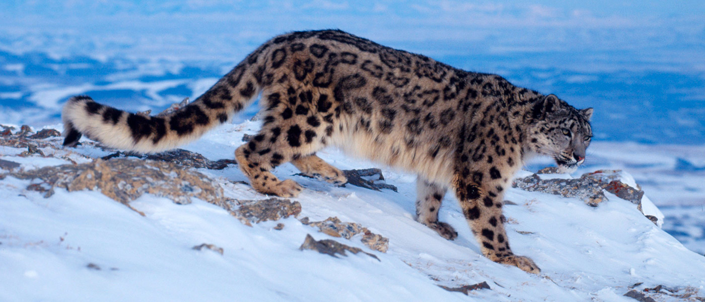 Snow Leopard | Disney Animals Wiki | Fandom