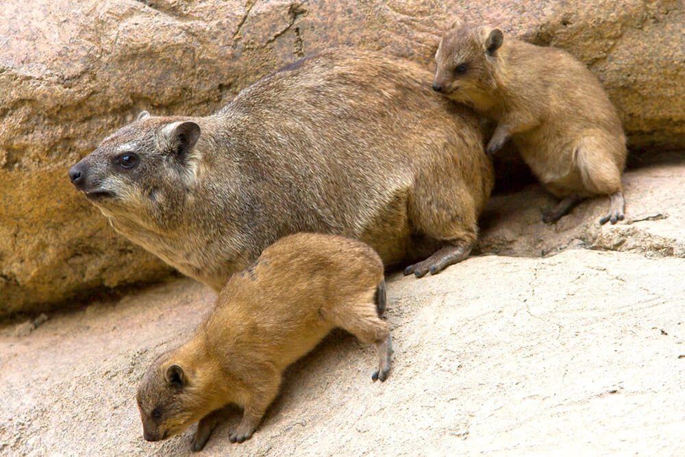 Rock Hyrax Disney Animals Wiki FANDOM powered by Wikia