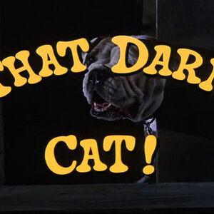 That Darn Cat 1965 Film Disney Wiki Fandom