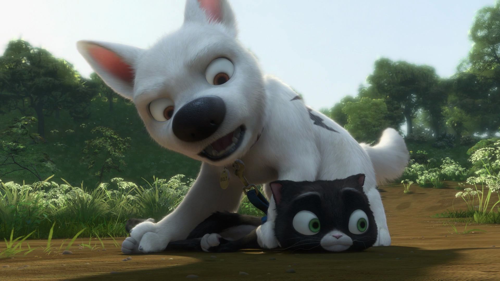 White Dog Film Review White Dog Film Review