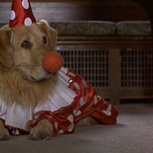 Air Bud Dog Disney Wiki Fandom