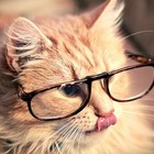 GeekyCat