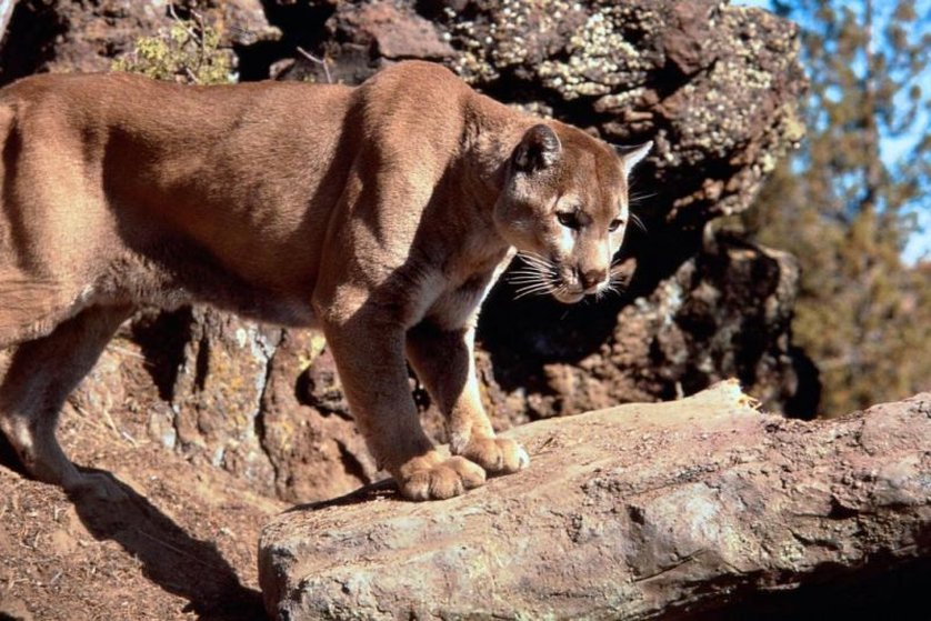 Mountain Lion | Disney Wiki | FANDOM powered by Wikia