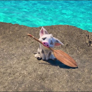 Pua Moana Gallery Disney Wiki Fandom