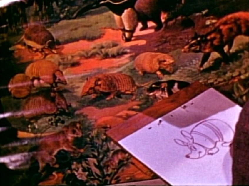 South of the Border with Disney Disney Wiki Fandom