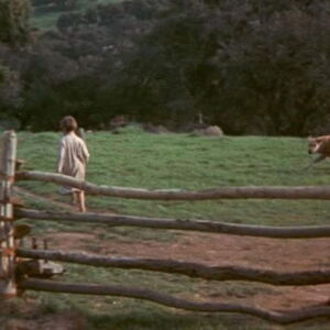 Old Yeller Character Gallery Disney Wiki Fandom