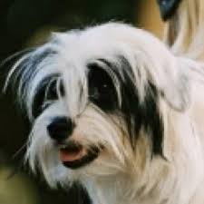Prince Terrien | Disney Wiki | Fandom