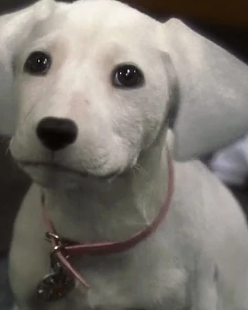 102 dalmatians oddball plush