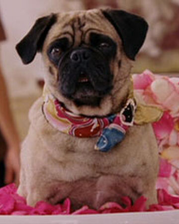 Sebastian Beverly Hills Chihuahua Disney Wiki Fandom