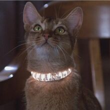 The Cat From Outer Space Disney Wiki Fandom