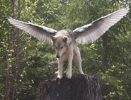 Winged Wolf