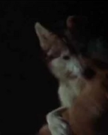 The Wolf Disney Wiki Fandom