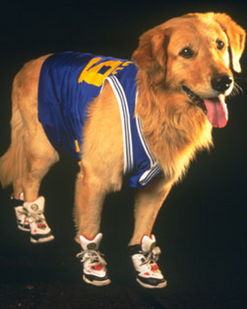 Air Bud Dog Disney Wiki Fandom