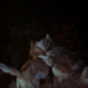 The Wolf Disney Wiki Fandom