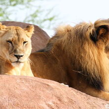 Kilimanjaro Safaris Disney Wiki Fandom