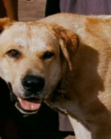 Old Yeller Character Disney Wiki Fandom