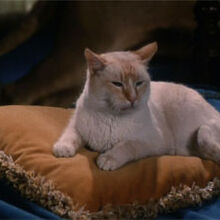 The Richest Cat In The World Disney Wiki Fandom