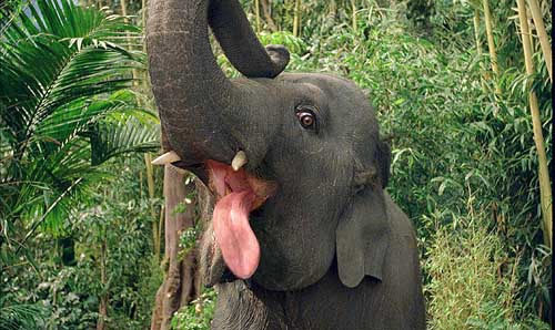 Famous Baby Elephant