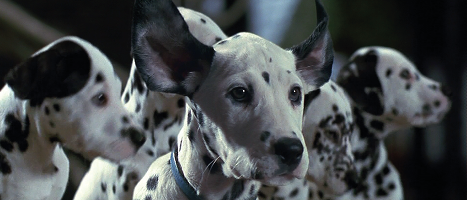 Image 101dalmatians19967.png Disney Wiki FANDOM powered by Wikia