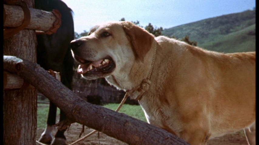 image-old-yeller-pic-27-jpg-disney-wiki-fandom-powered-by-wikia