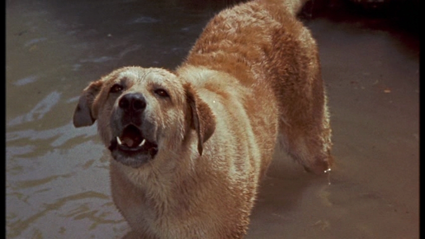 Watch Old Yeller Download Full