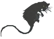 Rat 2