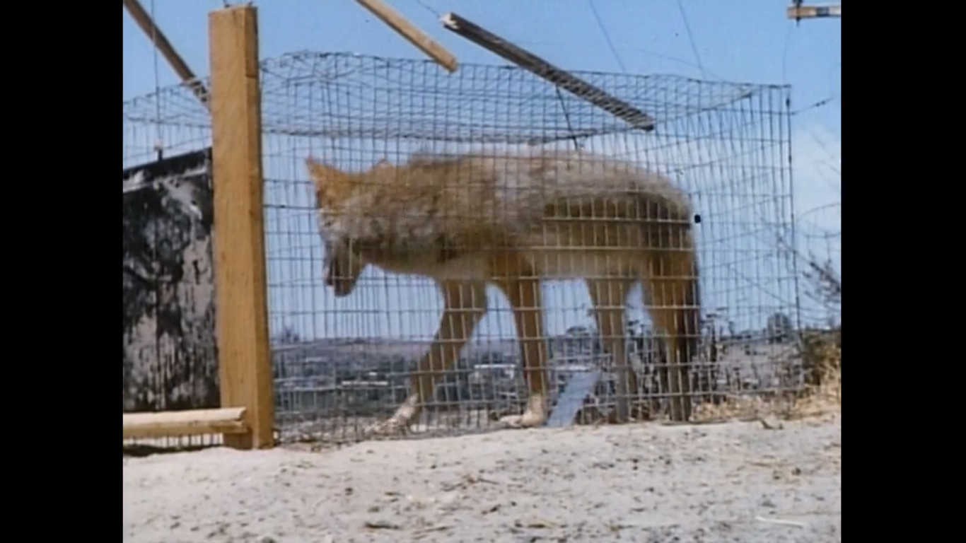Image - A coyote in a cage.png | Disney Wiki | FANDOM powered by Wikia