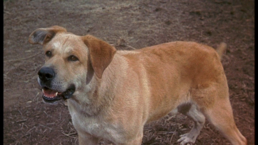 Watch Old Yeller Download Full
