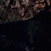 Thackery Binx Disney Wiki Fandom