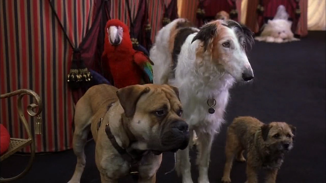image-102-dalmatians-disneyscreencaps-com-5764-jpg-disney-wiki