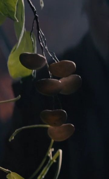 magic bean woody