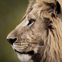African Cats Disney Wiki Fandom