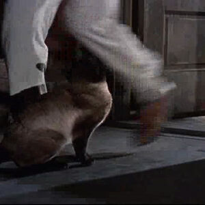 That Darn Cat 1965 Film Disney Wiki Fandom