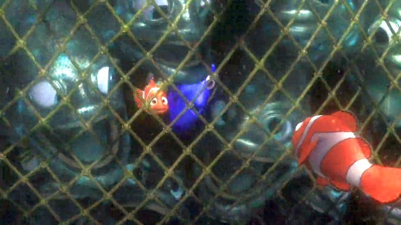 finding nemo fish in net