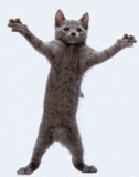KittyxD