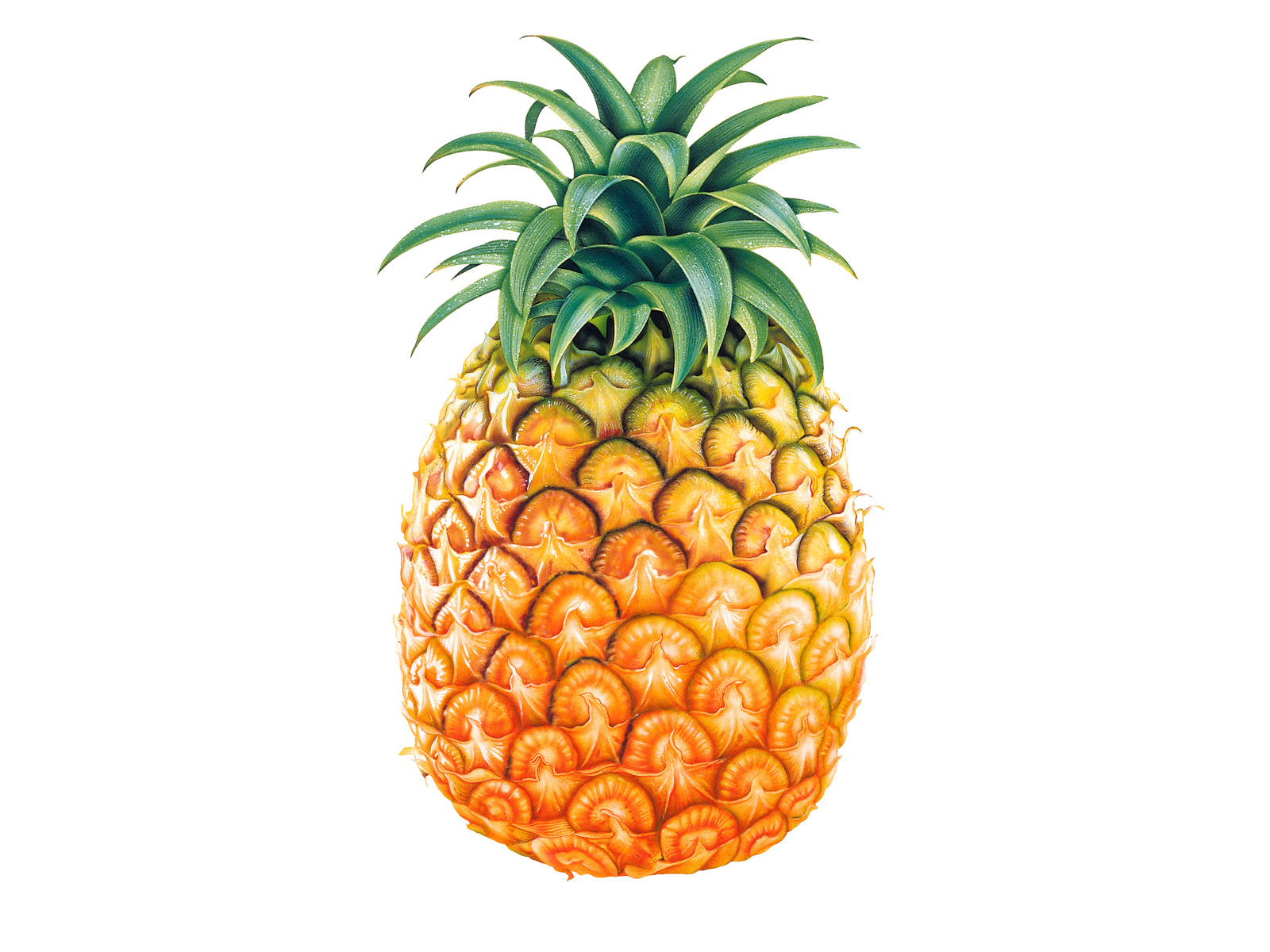 image pineapple jpg disney create wiki fandom powered by wikia pine apple