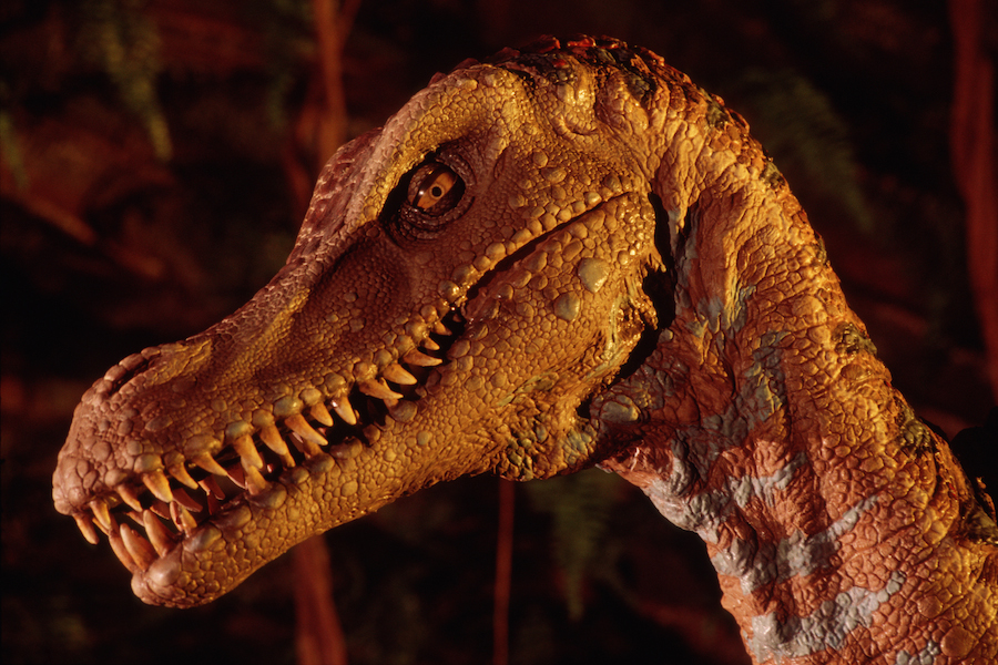velociraptor kingdom