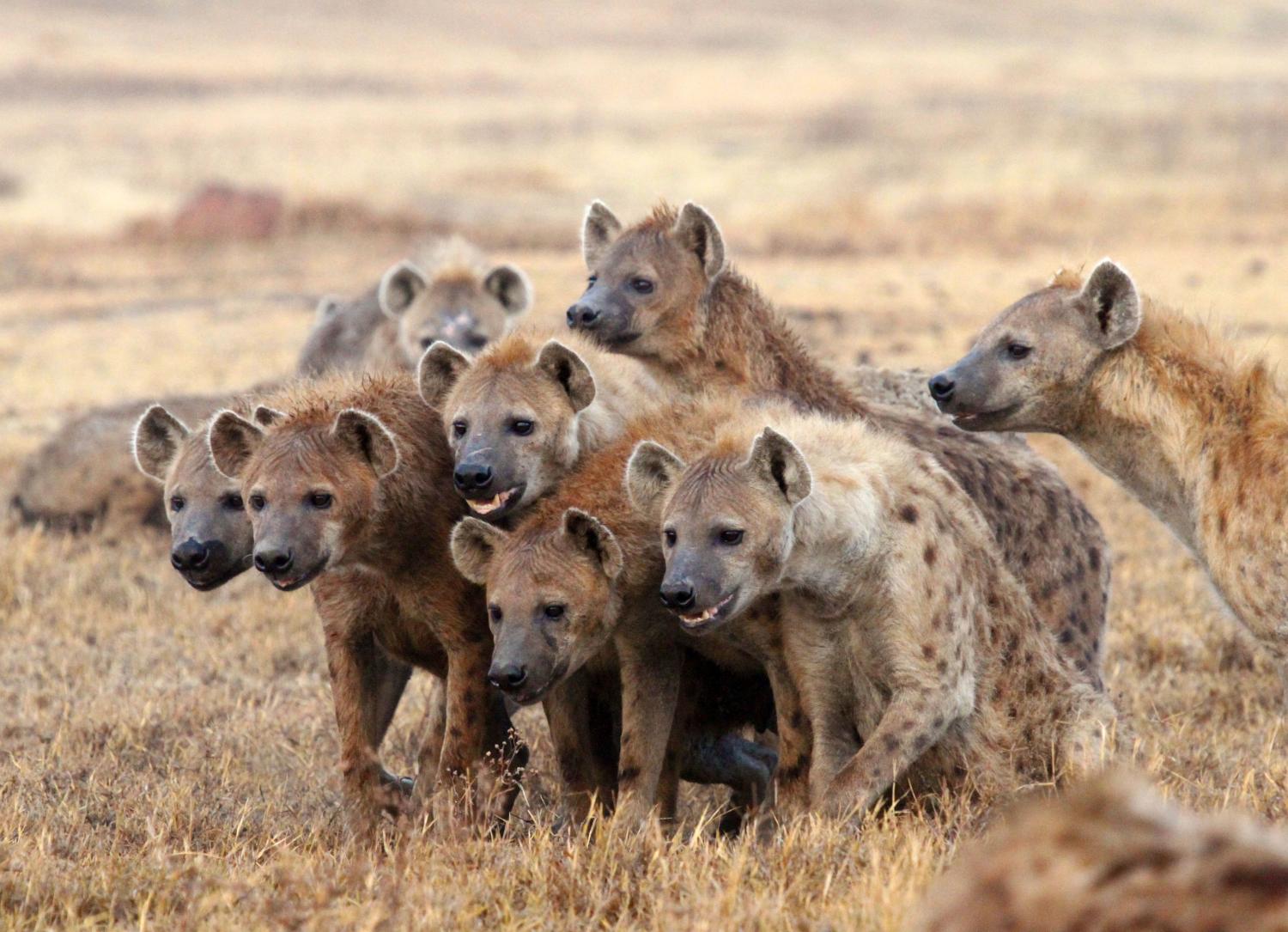 Hyenas (Narnia) Wickedpedia FANDOM powered by Wikia